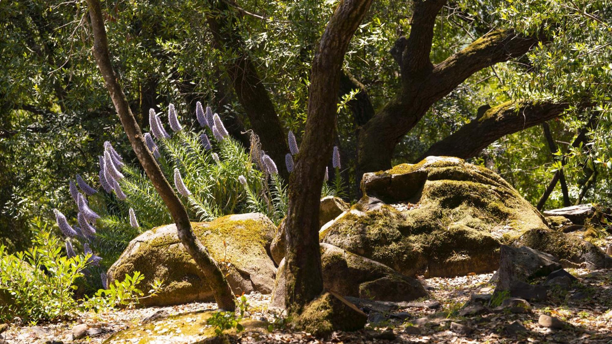 Inn Wine Country - Summers House โซโนมา ภายนอก รูปภาพ