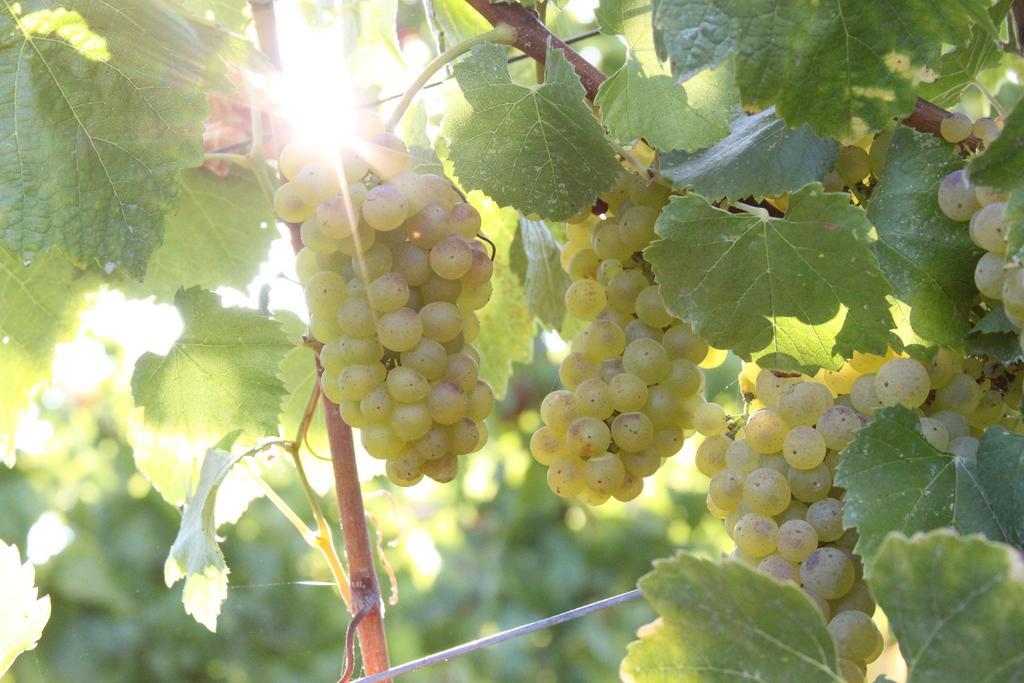 Inn Wine Country - Summers House โซโนมา ภายนอก รูปภาพ
